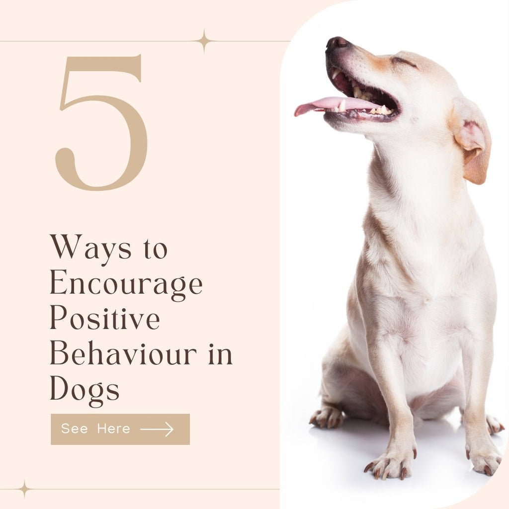 5 Ways to Encourage Positive Behaviour in Dogs - Le Wag