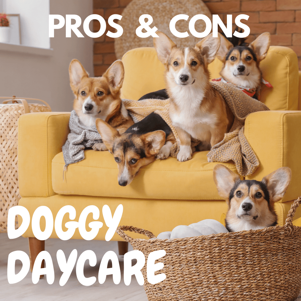 Pros & Cons Dog Daycare