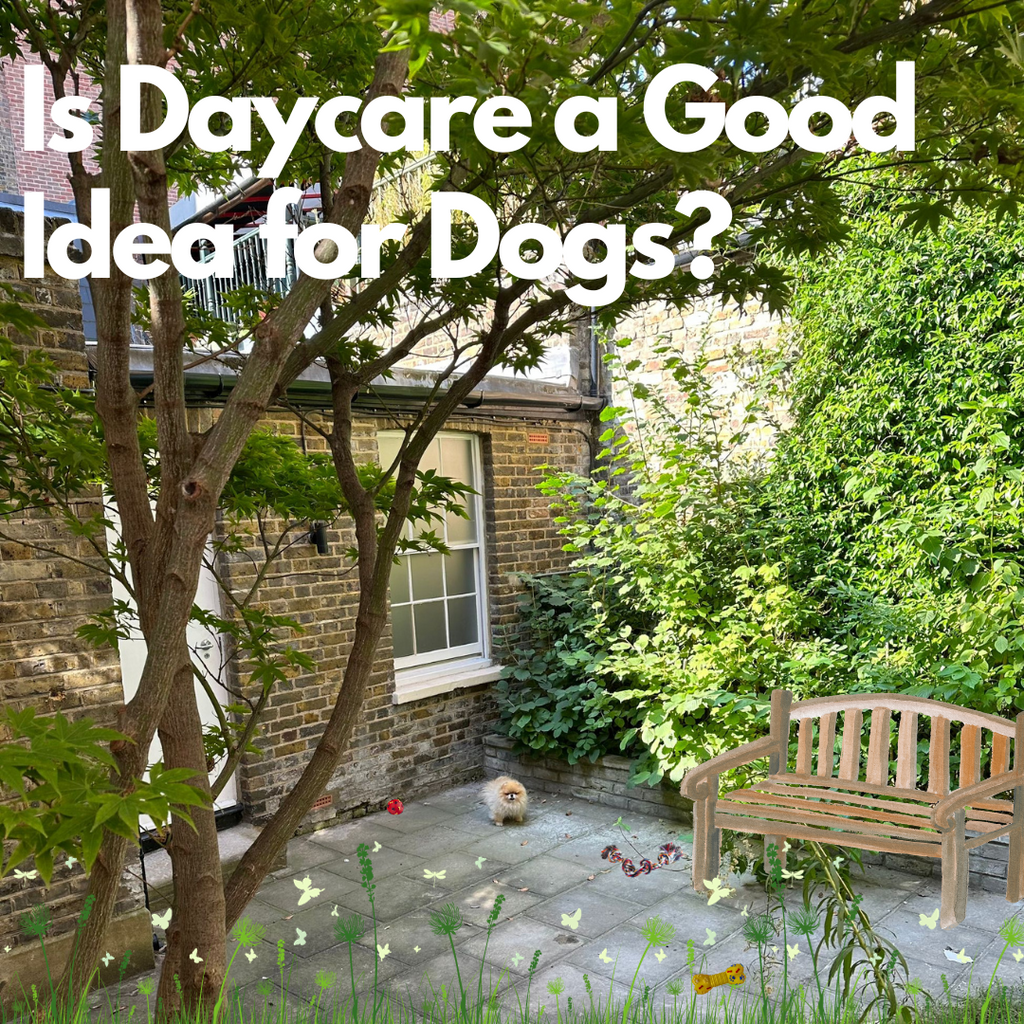 Dog Daycare London Le Wag