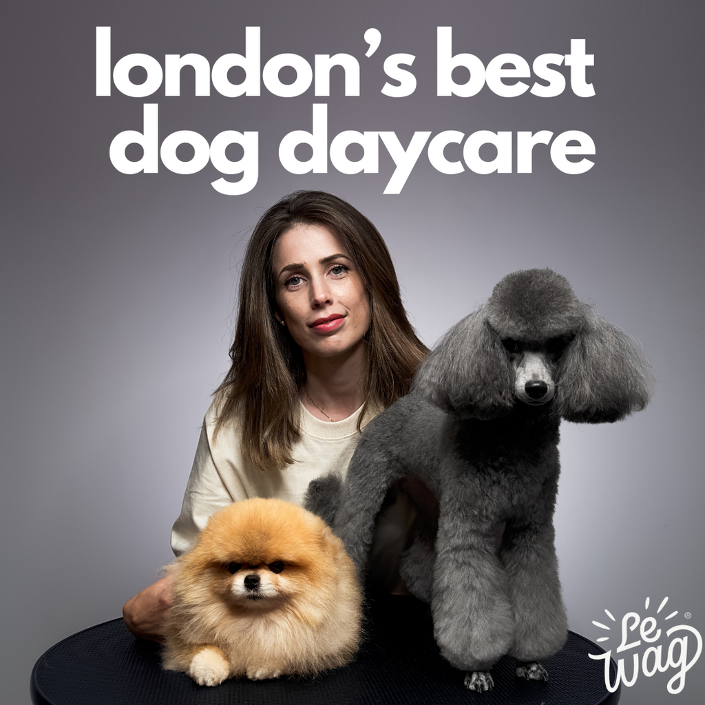 London's Best Dog Daycare