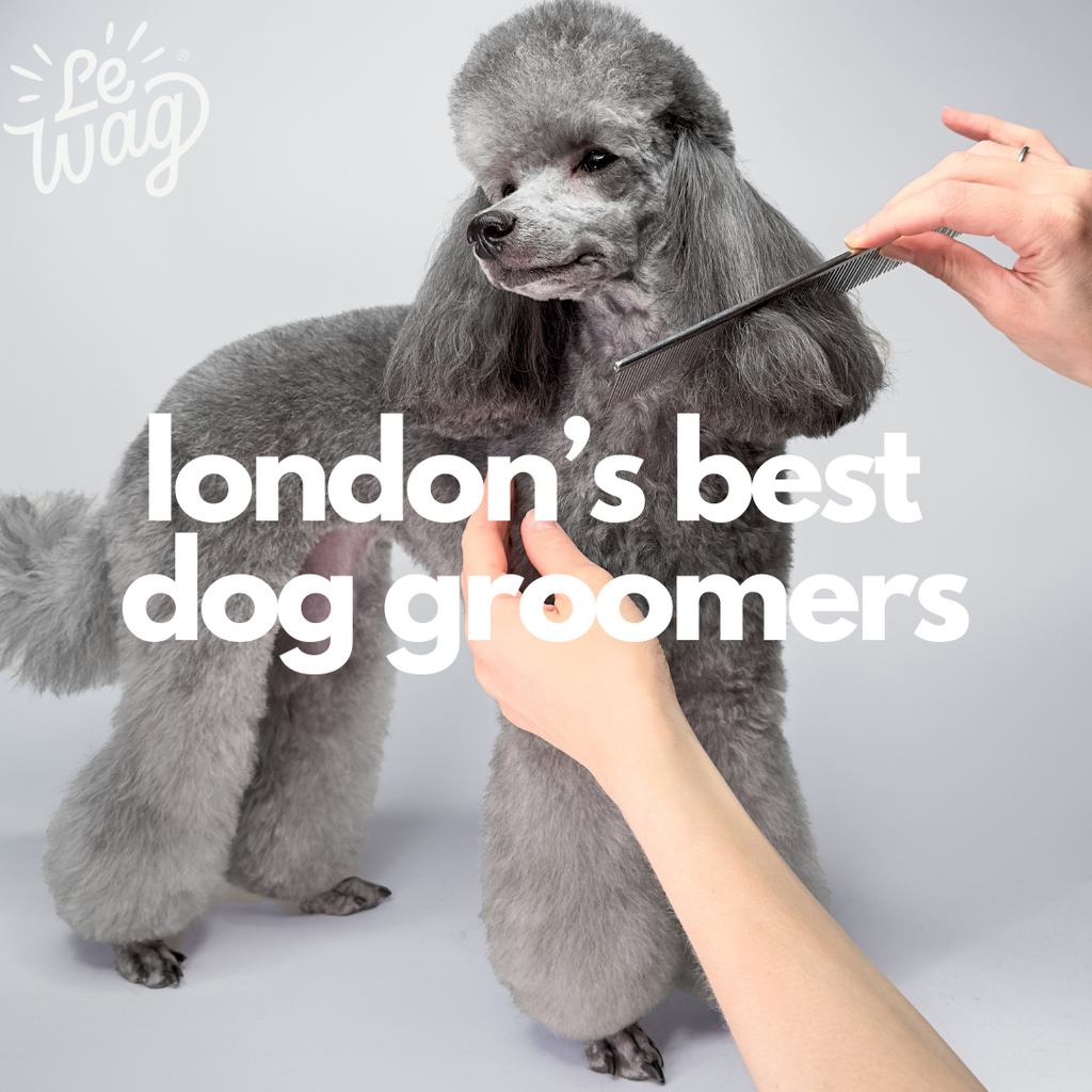 London's Best Dog Groomer
