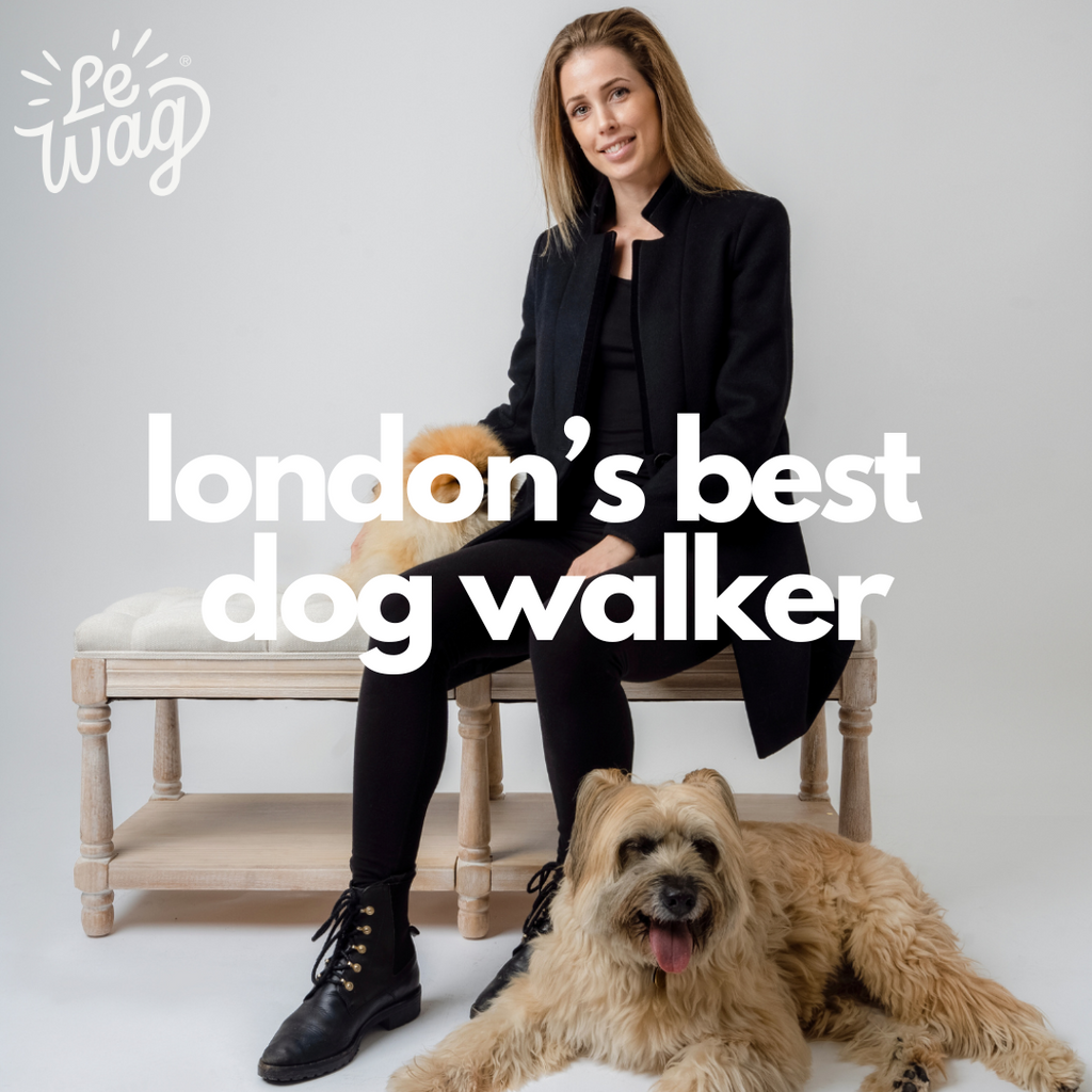 London's Best Dog Walker