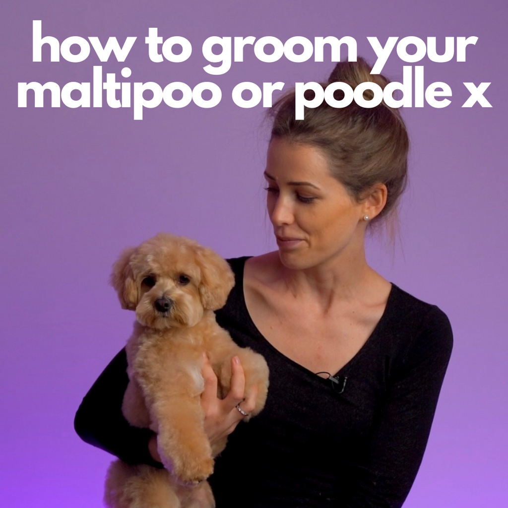 How to groom your maltipoo or poodle