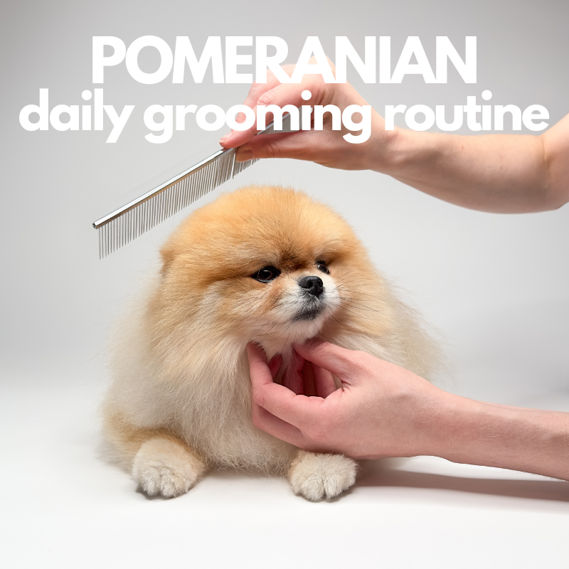 Pomeranian Daily Grooming Routine