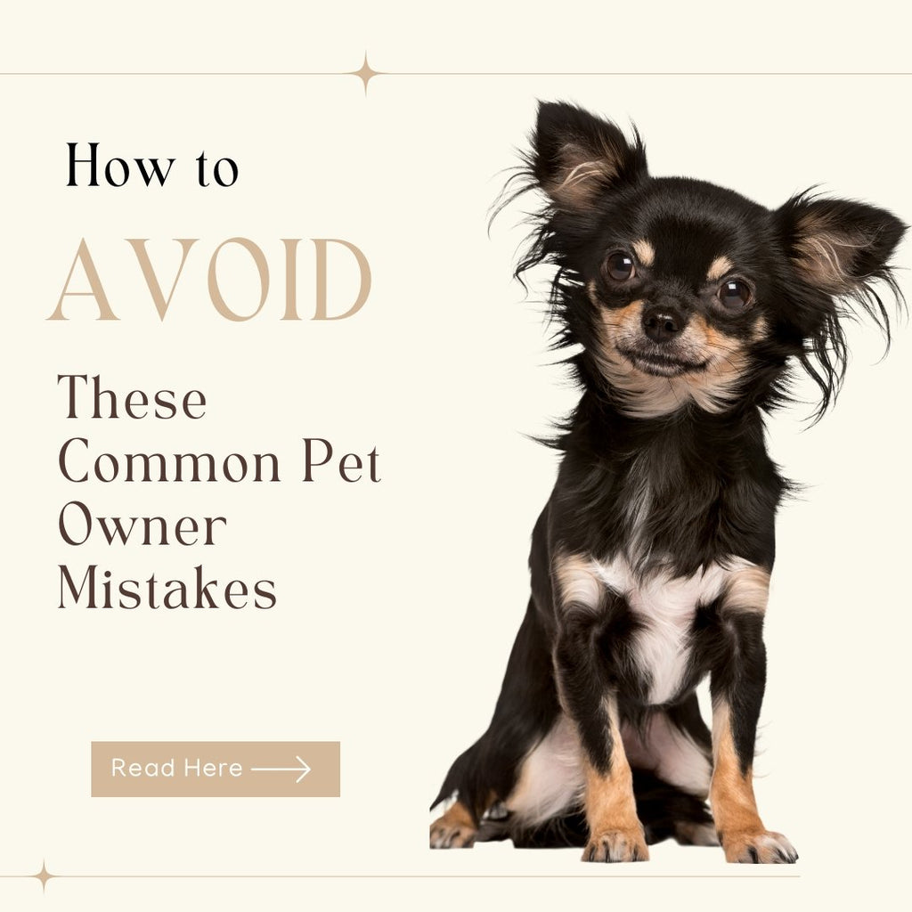 How to Avoid These Common Pet Owner Mistakes - Le Wag
