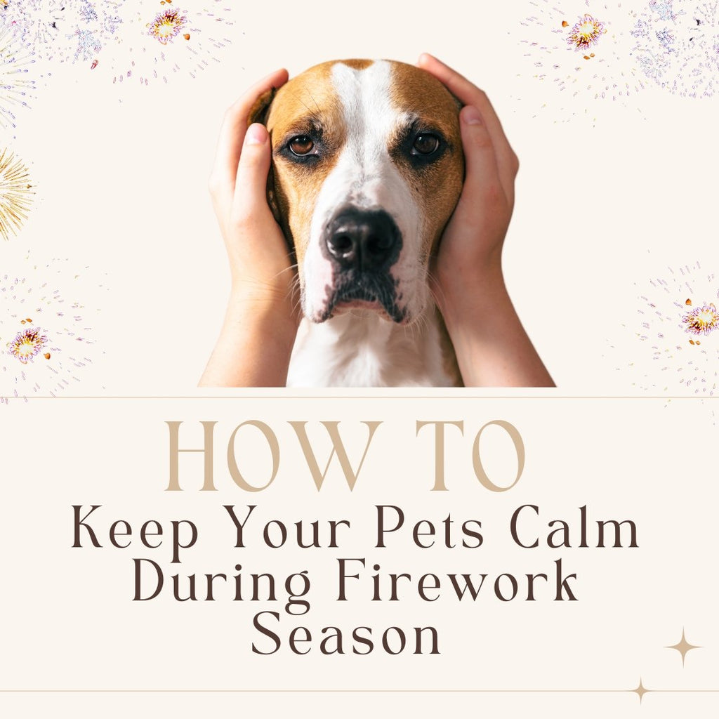 How to Keep Your Pet Calm During Firework Season - Le Wag