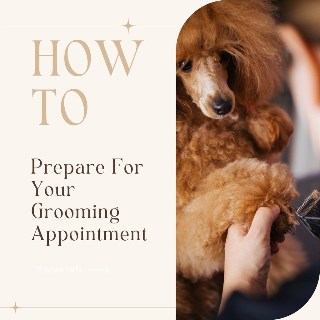 How To Prepare Your Dog For a Grooming Appointment - Le Wag