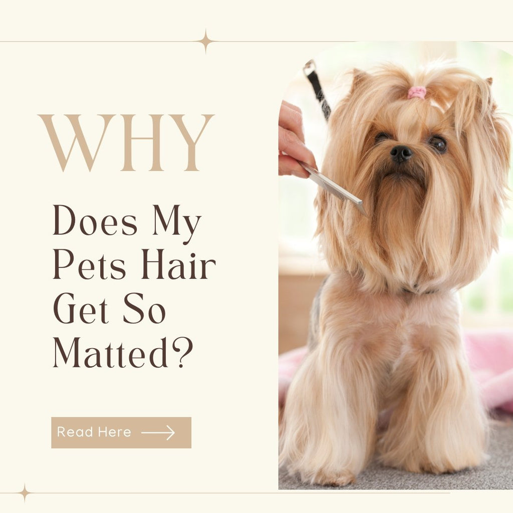 Why Does My Pets Hair Get Matted? - Le Wag