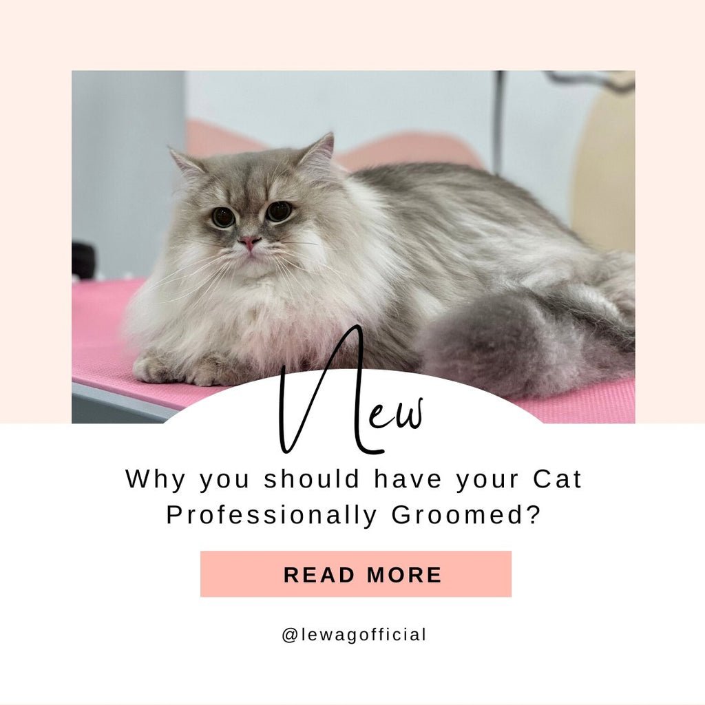 Why you should have your Cat Professionally Groomed? - Le Wag