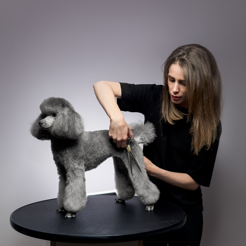 Grooming a Poodle West London