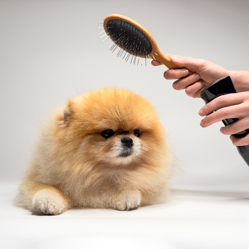 Pomeranian getting a brush London