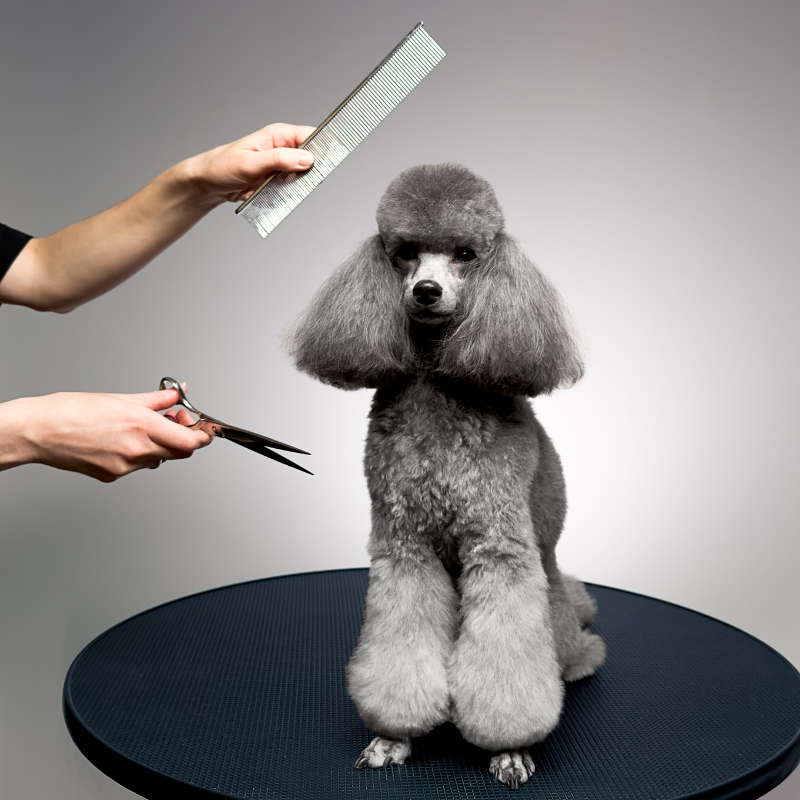 Poodle getting a brush at Le Wag Belgravia