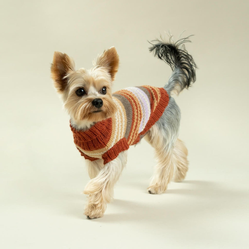 Alqo Wasi Vintage Dog Sweater on Yorkie