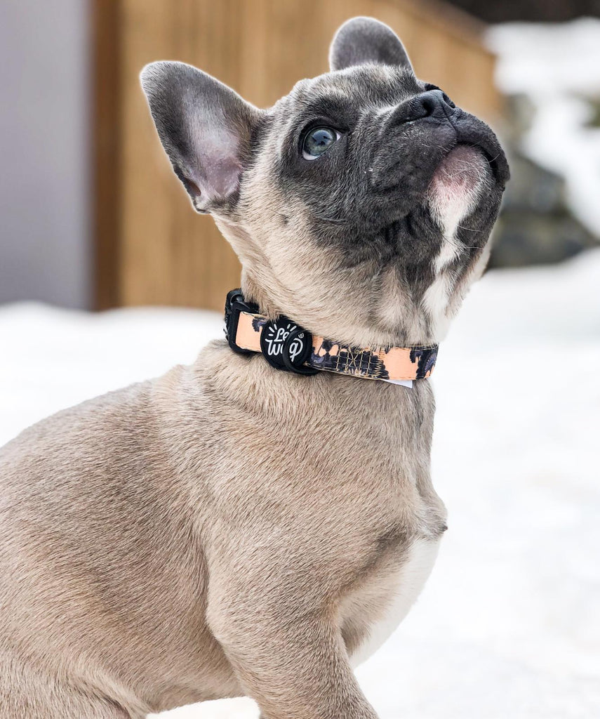 Le Wag: blossom harness