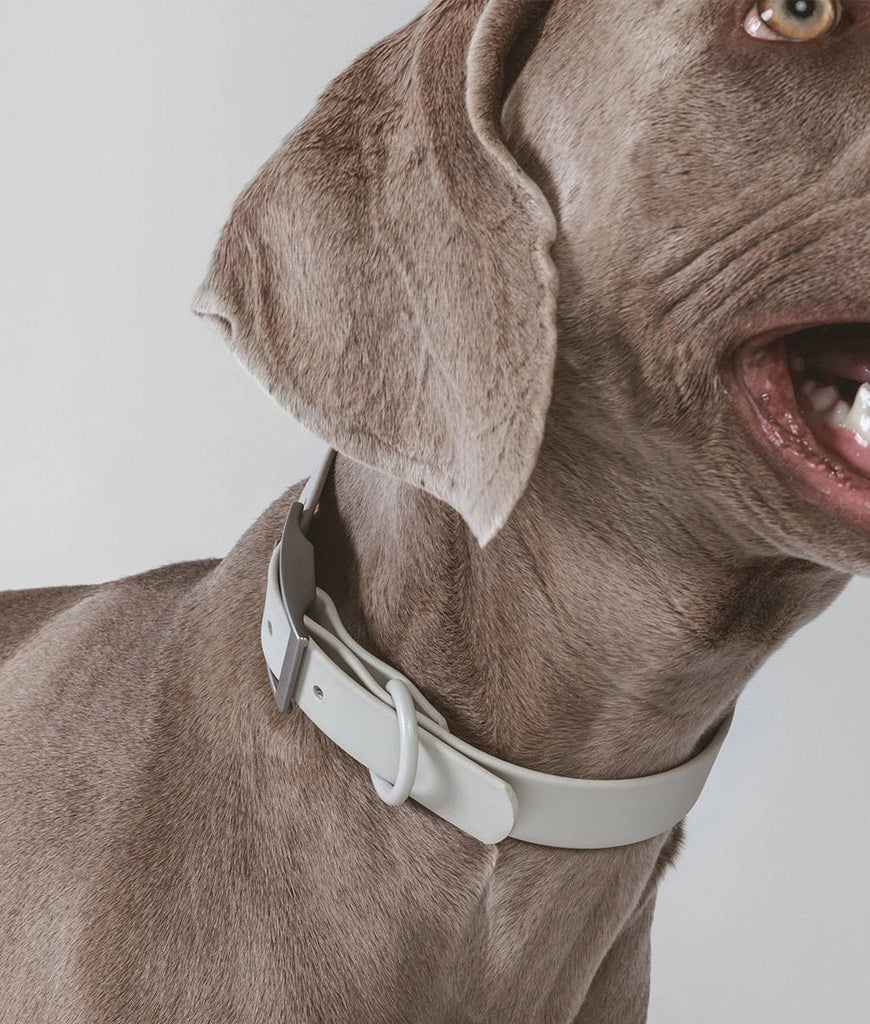 Beige Dog Collar - Le Wag