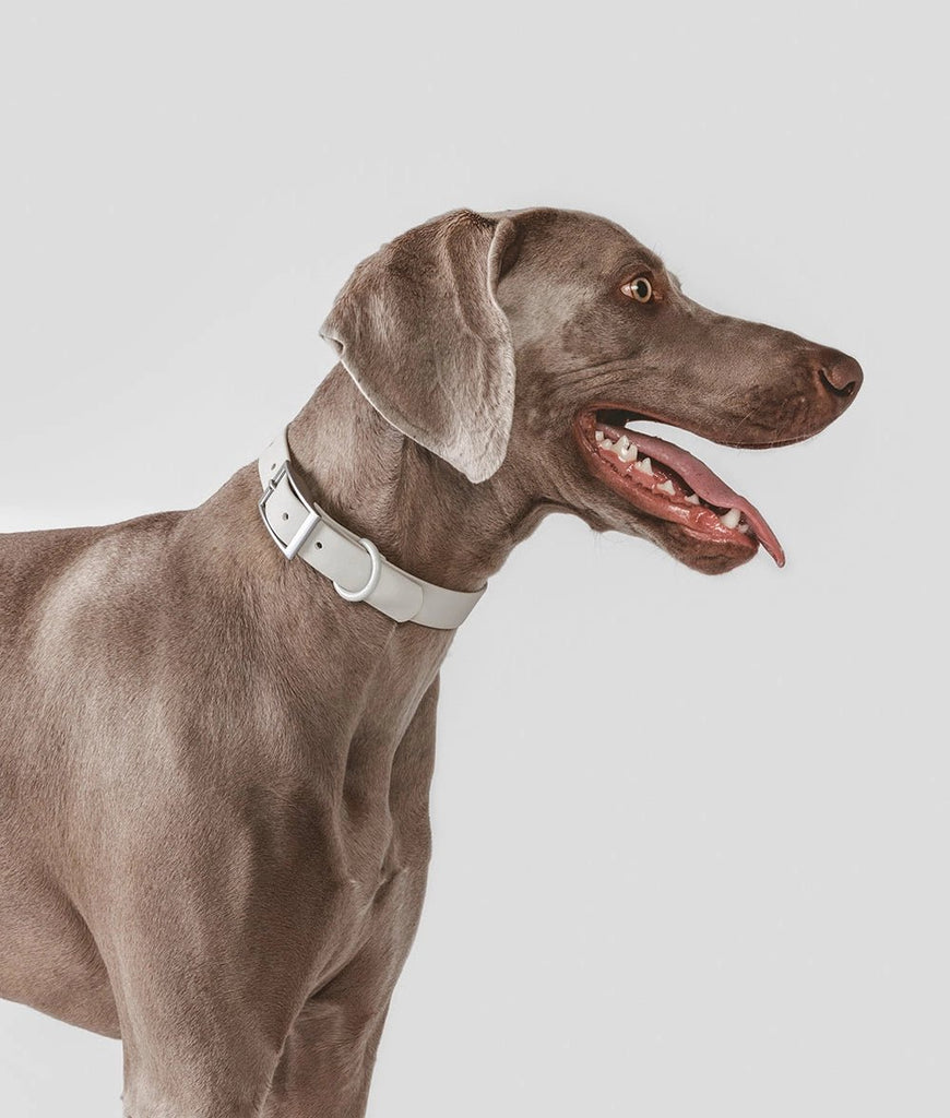 Beige Dog Collar - Le Wag