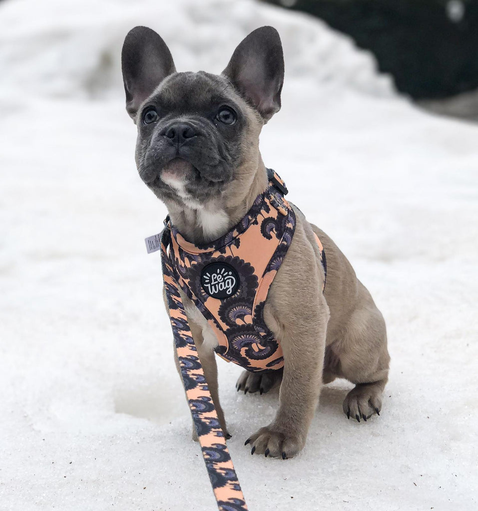 The Blossom Harness - Le Wag